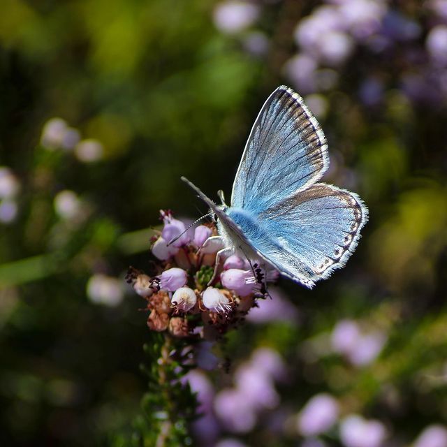 Mariposa azul en Somiedo